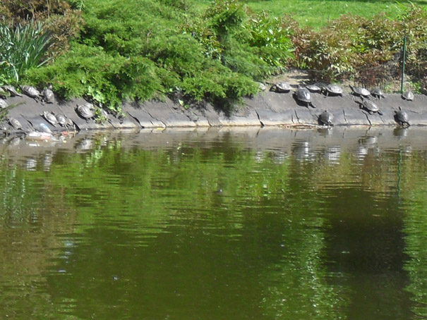 Labudovi i kornjace u Dunavskom parku u Novom Sadu 06 A.jpg